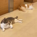 広島・Cat Café MOFF SHIMINT HIROSHIMA店で癒しのひととき